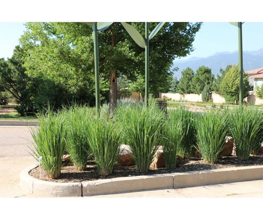 Northwind Switchgrass